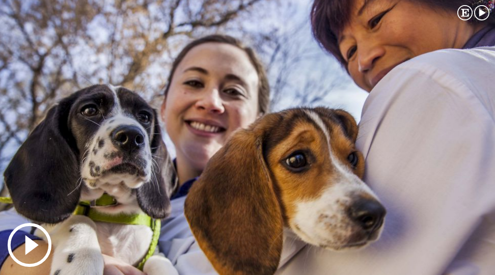 8360.nacen-primeros-perros-fecundacion-invitro