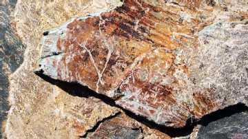 Aguacate y frutas tropicales